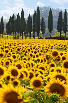 FAQ. Library Image: Sunflower Field